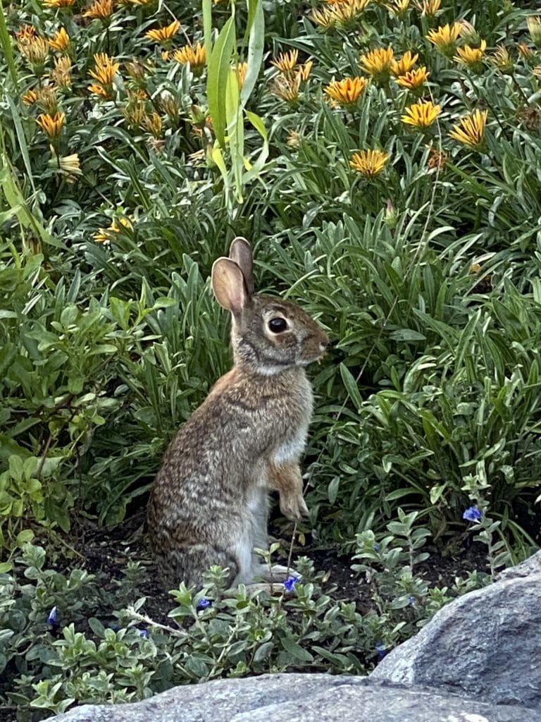 Epcot bunnies Canada pavilion